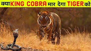 Siberian Tiger vs King Cobra - Who is Deadliest