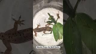 Mantis Preys On Wall-Gecko #wildlife #wildlifephotography