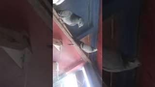 Indian Haray Uk Pigeon