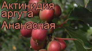 Актинидия аргута Ананасная (ananasnaya)  обзор: как сажать, рассада, саженцы актинидии Ананасная