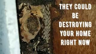 How to kill termites the correct way