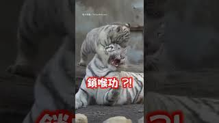 【老虎】白幼虎狂咬踩踏虎媽 媽滿臉無奈｜動物｜老虎｜可愛｜搞笑｜親子