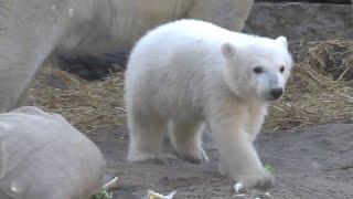 Germany's Karlsruhe Zoo shows off polar bear cub 'Mika.'