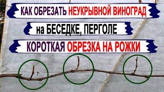  Как обрезать НЕУКРЫВНОЙ ВИНОГРАД для БЕСЕДКИ, ПЕРГОЛЫ. Короткая обрезка НА РОЖКИ. Плюсы и минусы.