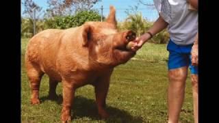 Aloha Animal Sanctuary