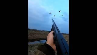 ночь охоты на гуся прекрасна#goose#geese#охота #snowduck#birds#hunting