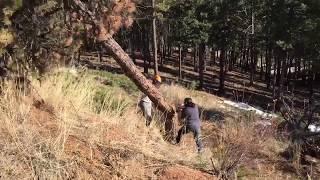 Tree Cutting Chainsaw Fail - OUCH!