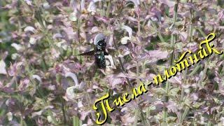 Пчела-плотник Xylocopa valga