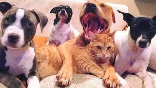  Our beloved sister!  Funny video with dogs, cats and kittens! 