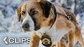 RUF DER WILDNIS Clips & Trailer German Deutsch (2020)