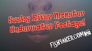 Susquehanna River Monster - Underwater Footage: Fishyaker