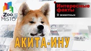 Акита-ину - Интересные факты о породе  | Собака породы  акита-ину