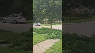 The annual battle with the maple continues. 