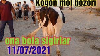 Kogon mol bozori ona bola sigirlar narxlari 11/07/2021