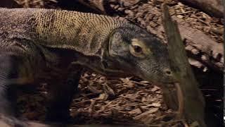 See the new Komodo Dragon at Reptile Gardens