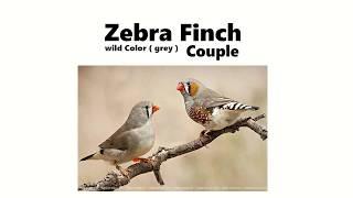 ZEBRA FINCH INTRODUCTION ( wild color )