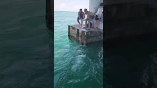 MONSTER GROUPER ON HANDLINE #goliathgrouper #saltwaterfishing #keysfishing #bridgefishing