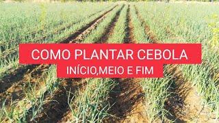 Como plantar cebola ( INÍCIO,MEIO E FIM )