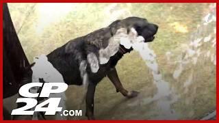 Dog gets stuck inside iconic Eaton Centre water fountain
