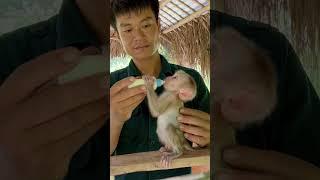 Happy sushi monkey with new family.