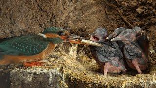 Amazing Footage of Kingfishers Inside Their Nest | Discover Wildlife | Robert E Fuller