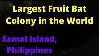 "Largest Fruit Bat Colony" (Guiness World Record Holder), Samal Island, Phils