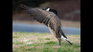 Suburban Wildlife: A Canada Goose Spreads Its Wings in This Video Photo Album