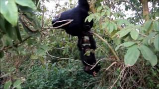 Baby Chimp meets a mother at Ngamba Island.