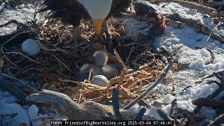 Shadow and chicks  cuteness overload Big Bear Bald Eagles / 2025-03-04