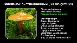 Масленок лиственничный (Suillus grevillei)