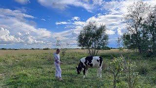 В Гостях у природы. Кормилица семьи - Корова.