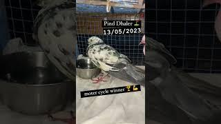 Raat ki mehnat#kabutar #kabootarbazi #viral #youtub #kabutar #viral #video  kaka ustaj up