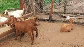 How we partitioned our zero grazing sheep and goats farm