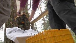 Zeidlerbaum mit Bienenschwarm besiedeln