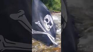 GOLD MINING THE RIVER #goldmining #goldmine #grassrootsmining