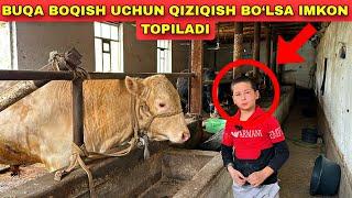 11 YOSHLI BOLADAN BUQA BOQISH USLUBI 