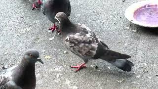 Пестрый голубенок (Motley Young Pigeon)