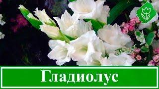 Посадка и уход за гладиолусами, уборка и хранение луковиц гладиолусов | Флористикс Инфо