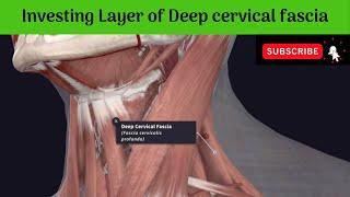 Investing Layer of Deep cervical fascia - Attachments | Tracing | Modifications | Spaces