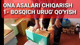 INTENSIV USULDA ONA ARI URUG'INI QO'YISH 1- BOSQICH