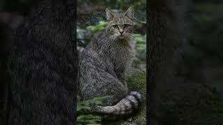 Дикий Лесной Кот: Призрак Европы  #интересное #животные #кошки