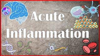 Acute Inflammation - Definition, Pathogenesis, Causes, Mediators, Morphology, Exudate and Transudate