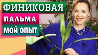 Финиковая пальма - от косточки до дерева!