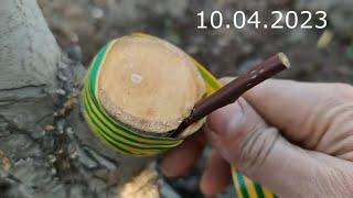 grafting a tree // прививка дерева в расщеп от края пня