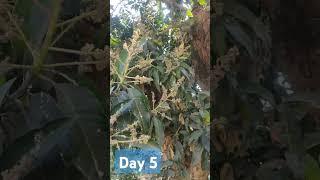 Day 5 Mango Tree #nature #viralvideo #fruittree #mangovarieties #Mango