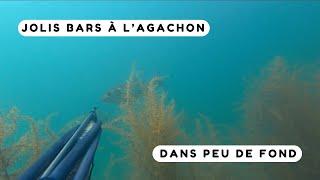 Des bars au bout de ma flèche à l'agachon ! Chasse sous marine Bretagne sud