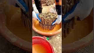 Bougainvillea Cuttings Techniques #satisfying #short