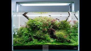 Create Nature Aquarium in Cube Garden 60P By ADA Thailand