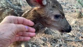 Brand New Fawns! Only hours old, if that!