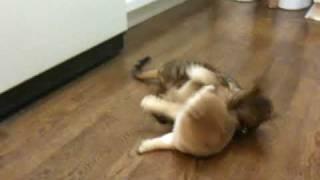 Bengal cat plays with Shiba Inu puppy